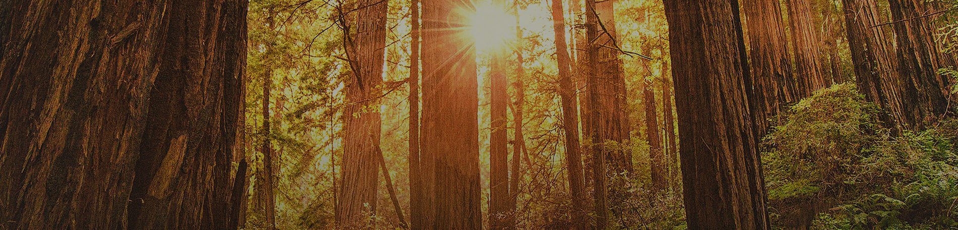 Teradata COVID response hero banner